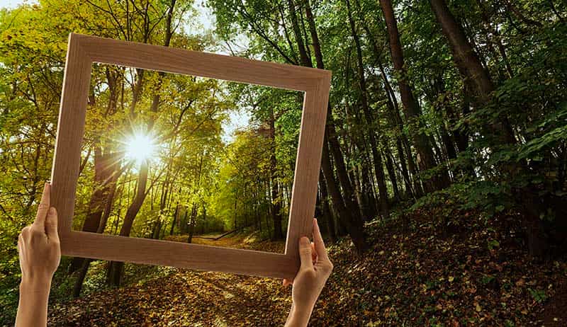 5 árboles en peligro de extinción en España