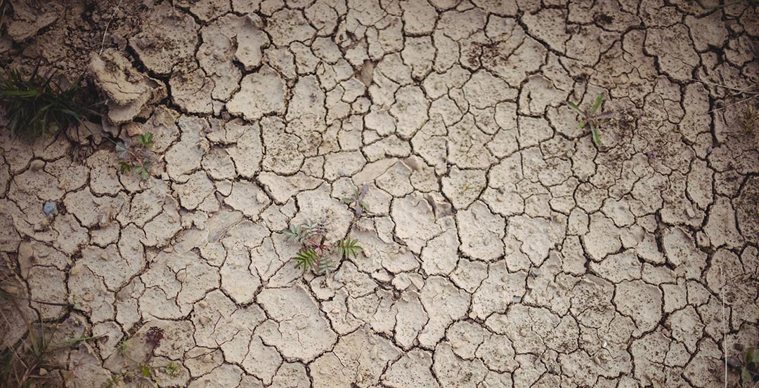¿Cómo podemos evitar la desertificación y la sequía en el mundo?
