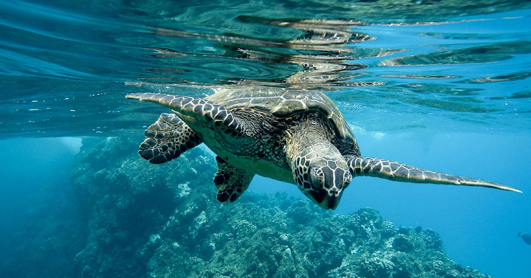 Cinco formas de cuidar el planeta y los océanos